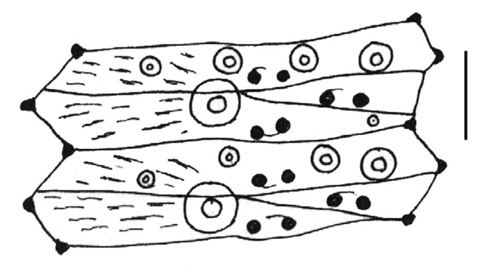 Mespilia globulus (ambulacral plates)