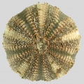 Echinodermata (echinoderms)