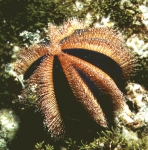 Mespilia globulus (in situ)