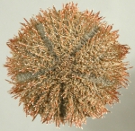 Mespilia globulus (aboral)