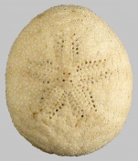 Echinocyamus crispus (aboral)