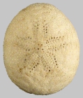 Echinocyamus crispus (aboral)