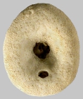 Echinocyamus crispus (oral)