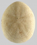 Echinocyamus megapetalus (aboral)