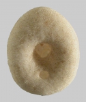 Echinocyamus megapetalus (oral)