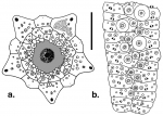 Chaetodiadema africanum (apical system + ambulacral plates)