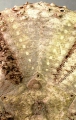 Chaetodiadema granulatum (aboral, close-up)