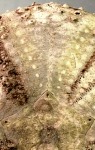 Chaetodiadema granulatum (aboral, close-up)
