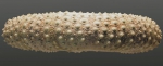 Chaetodiadema granulatum (lateral)