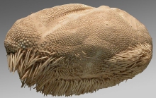 Diploporaster barbatus (lateral)