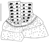 Pericosmus akabanus (anterior petal)