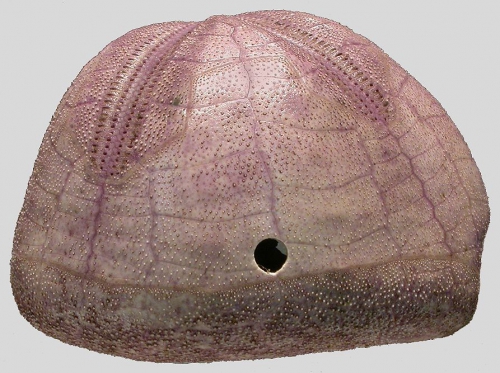 Pericosmus akabanus (lateral)