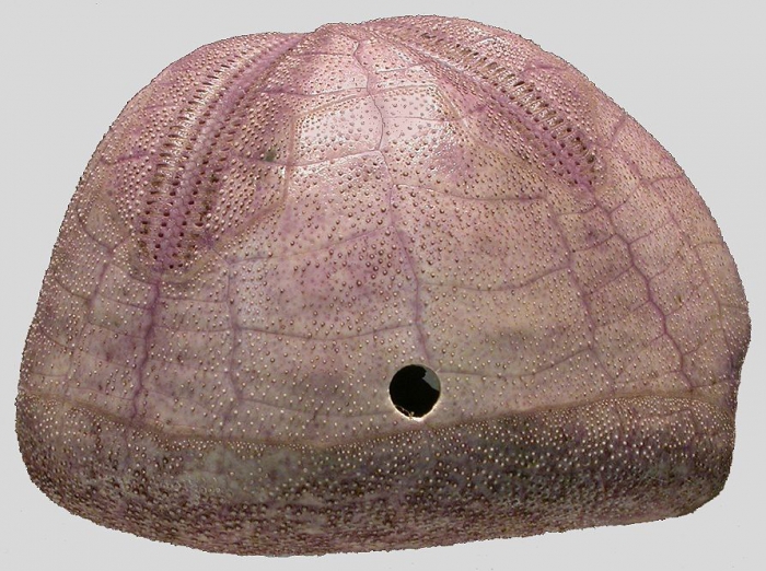 Pericosmus akabanus (lateral)