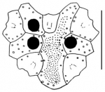 Pericosmus akabanus (apical system)