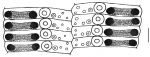 Prionocidaris baculosa (ambulacral plates)