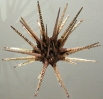 Prionocidaris baculosa (aboral, oblique view)