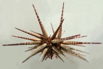 Prionocidaris baculosa (lateral)