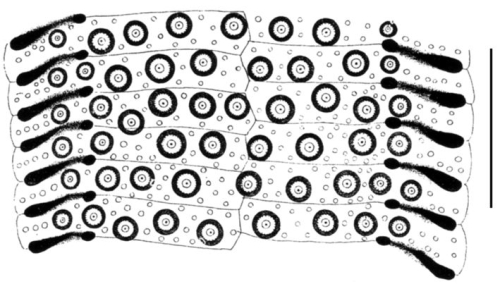 Echinolampas crassa (ambulacral plates)
