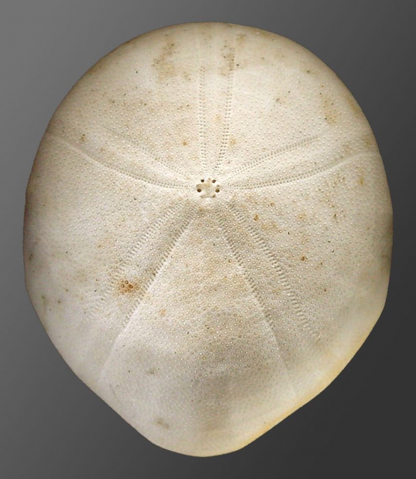 Echinolampas alexandri (aboral)