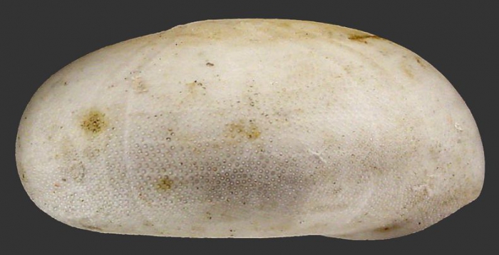 Echinolampas alexandri (lateral)