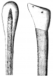 Echinothurioida (oral primary spines)