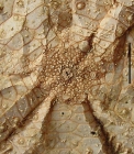 Phormosoma bursarium (apical system)