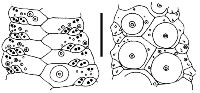 Phormosoma bursarium (ambulacral plates)