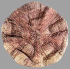 Araeosoma paucispinum (aboral)