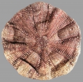 Echinodermata (echinoderms)