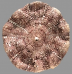Araeosoma paucispinum (oral)