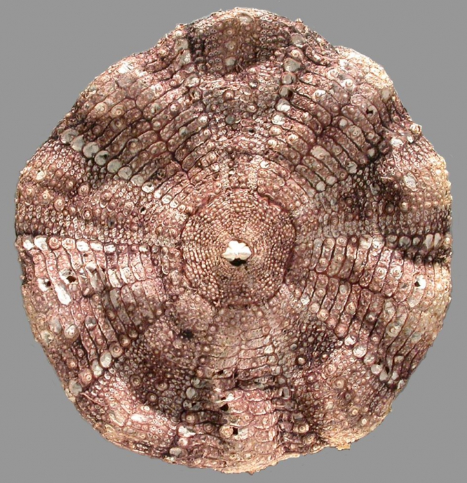 Araeosoma paucispinum (oral)