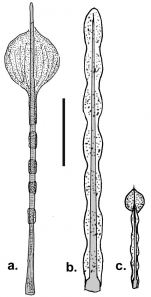 Asthenosoma (spines)