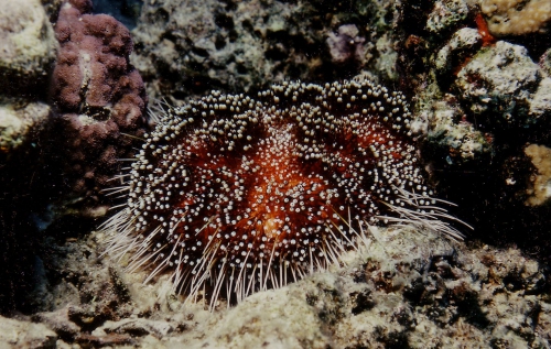 Asthenosoma varium (in situ)