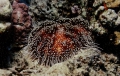 Echinodermata (echinoderms)