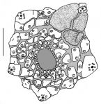 Asthenosoma varium (apical system)