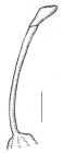 Asthenosoma varium (oral primary spines)
