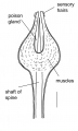 Asthenosoma varium (aboral secondary spines)