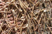 Asthenosoma varium (pedicellariae)