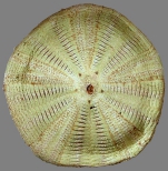 Asthenosoma varium (oral)