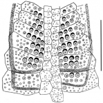Lovenia elongata (internal fasciole, anterior branch)