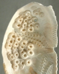 Lovenia elongata (aboral internal structures)