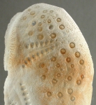 Lovenia elongata (aboral internal structures)