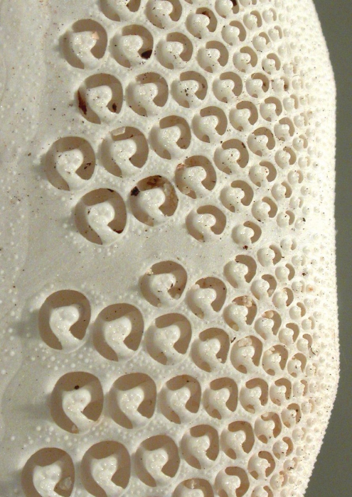 Lovenia elongata (oral internal structures)