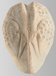 Lovenia elongata (aboral)