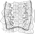 Lovenia subcarinata (internal fasciole, anterior branch)