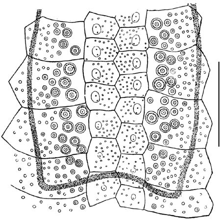 Lovenia subcarinata (internal fasciole, anterior branch)