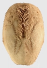 Lovenia subcarinata (aboral)