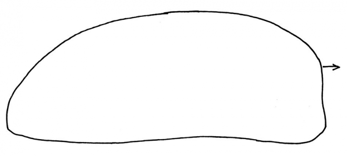 Lovenia subcarinata (profile)