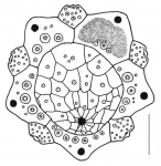 Salmaciella dussumieri (apical system)