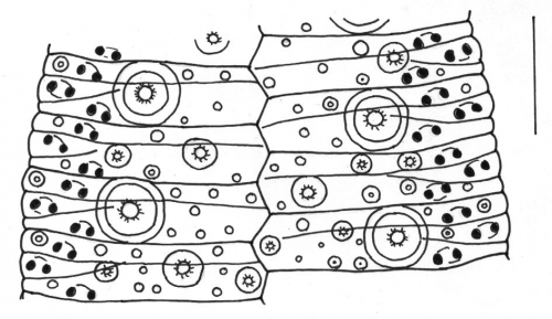 Salmaciella dussumieri (aboral ambulacral plates)